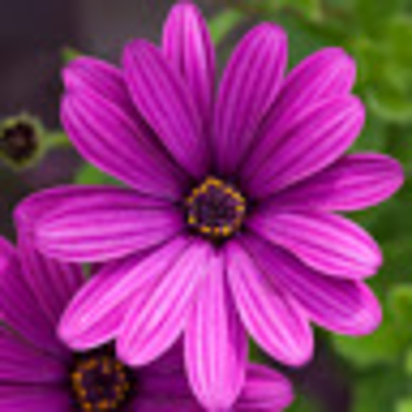 Meet your Posher, Laura - Picture 1 of 1